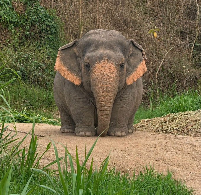 The image features a large elephant standing on a dirt road surrounded by lush green grass, with trees visible in the background. The elephant appears to be looking directly at the camera, giving us a close-up view of its face and trunk. The photo also includes text that reads "Remembercz binance this is who you're liquidating". This could possibly be an advertisement or promotional material for a product related to elephants or a conservation effort involving elephants.