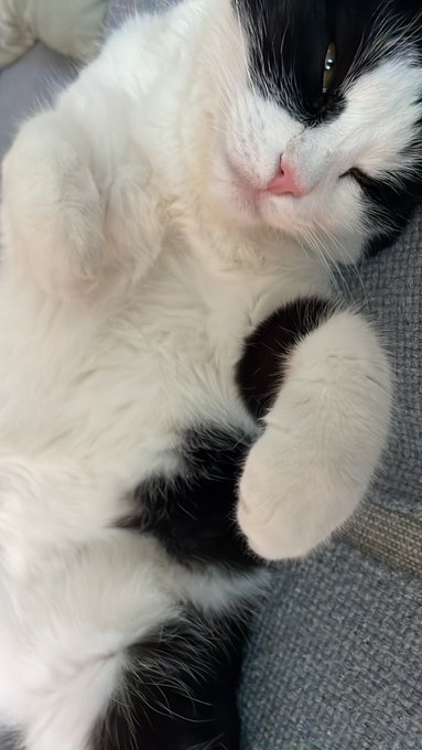 A close-up photo of a black and white cat sleeping peacefully on its back with its paws curled up.