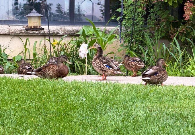 Five ducks stand on a pathway between a green lawn and a garden, with a small lantern and house windows visible in the background.