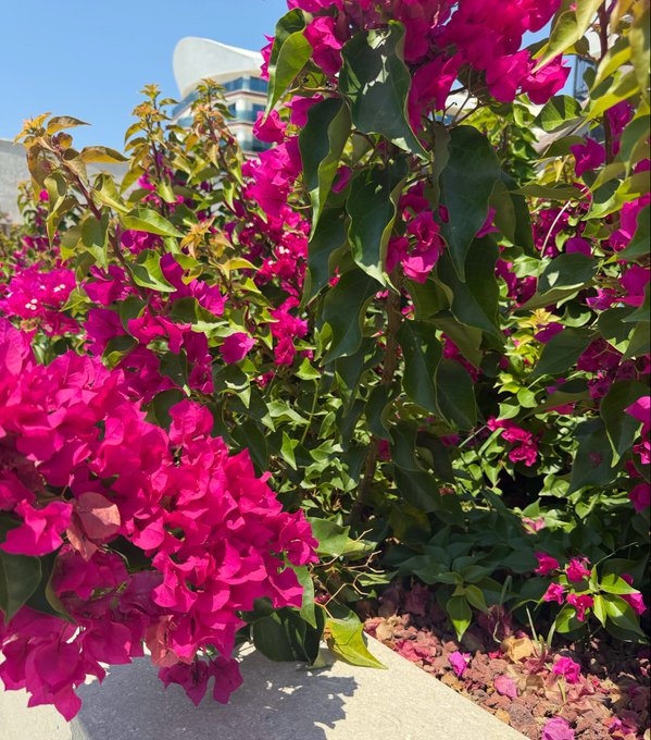 Vibrant magenta bougainvillea blooms cascade over a garden wall, set against a backdrop of modern architecture. The lush flowers and greenery symbolize growth and flourishing, echoing the post's optimism about upcoming developments and rewards from @variational_io, even as an XP season concludes.