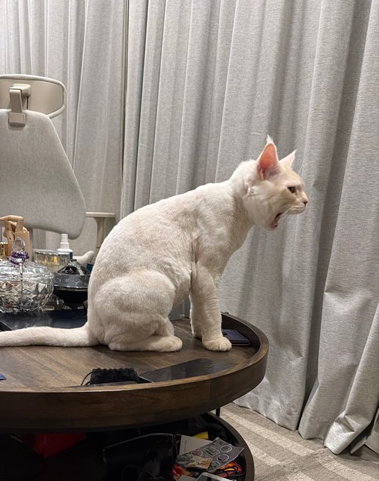 A white cat with its mouth open sits on a round wooden table, looking off to the side as if impatiently asking a question. The caption "$CATE ATH?" cleverly personifies the cat as the meme token $CATE, humorously suggesting the cat is demanding an all-time high price.