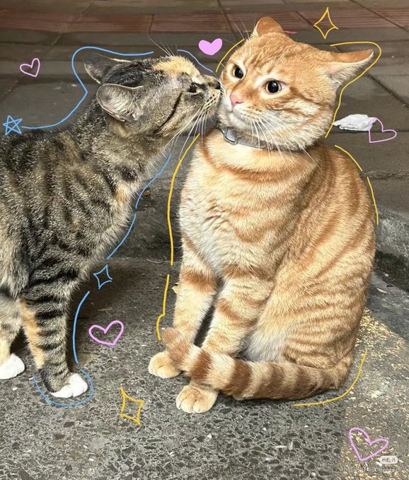 An orange tabby cat wears a collar while a tabby cat affectionately nuzzles its cheek, both sitting on a stone surface and decorated with playful hand-drawn hearts and stars.