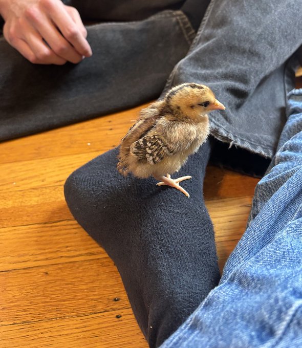 The image features a small brown bird standing on top of a black sock, which is placed on a wooden floor. The background shows a person's legs with blue jeans visible behind them. There are also some text elements present in the image that read "hi all" and "focus on what is in the image".