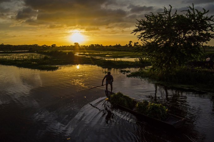 A silhouetted person punting a boat loaded with vegetation through water at sunset, with golden light reflecting on the river and trees visible in the background.