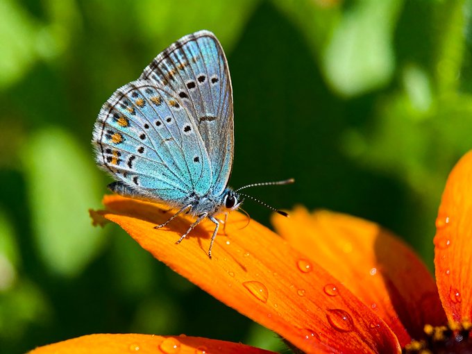 A vibrant close-up of a light blue butterfly with black and orange spots resting on a bright orange flower petal covered in water droplets.