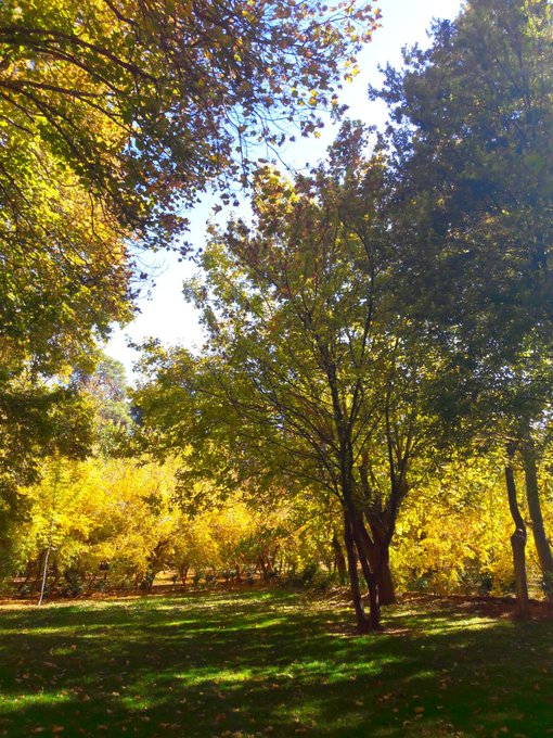 A sunlit grove of trees with vibrant yellow and green autumn foliage casts dappled shadows across a grassy lawn, evoking the quiet patience and gentle hope described in the #TezosTuesday message. The natural scene mirrors the post's theme of growing steadily, one step at a time.
