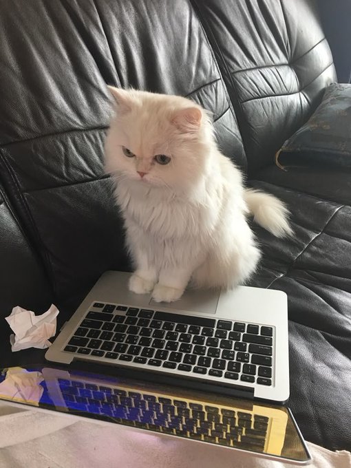 A fluffy white cat sits regally atop a silver laptop on a black leather couch, looking unimpressed as a second open laptop lies in the foreground.

The image complements the post's theme of mistaken priorities by humorously depicting a cat—the internet's favorite attention-grabbing subject—literally blocking the tools of actual productive work (the laptops), suggesting that chasing cute viral moments often gets in the way of meaningful progress.