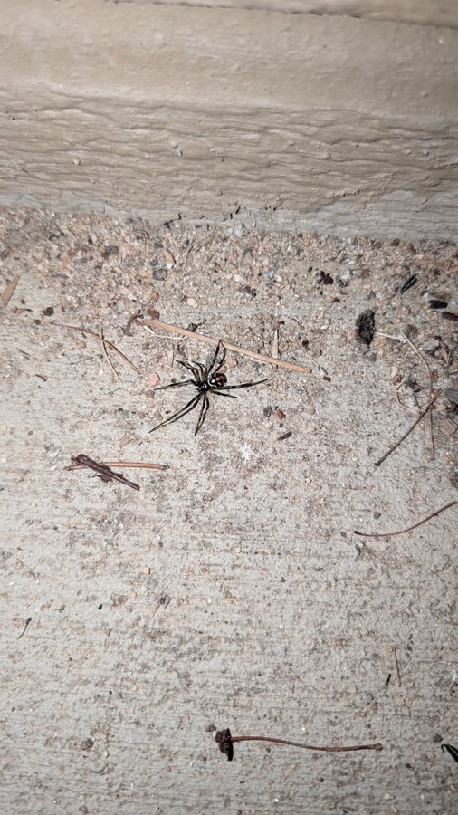 A small brown spider on a concrete surface near a wooden wall, surrounded by dirt, debris, and pine needles.