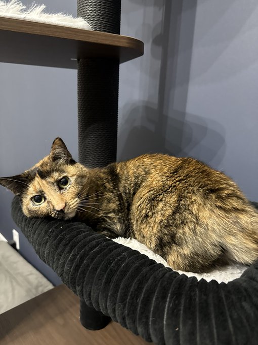 A calico cat rests comfortably in a fluffy black cat tree hammock beside a scratching post. The post text "what is this coin?" humorously plays on the cat's mottled patches looking like a unique coin design.