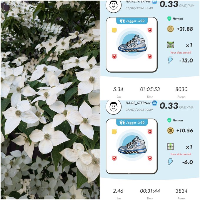 A split image showing white dogwood flowers on the left and two StepN sneaker NFT ('Jogger Lv30') earning summaries for user HAGE_STEPner on the right, dated 07/07/2026.