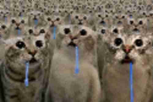 The image shows rows of crying cats with blue tear streaks, visually representing collective sadness and regret. This relates to the post by depicting the emotional devastation people would feel if they bought into a memecoin at its peak price, only to watch it crash.
