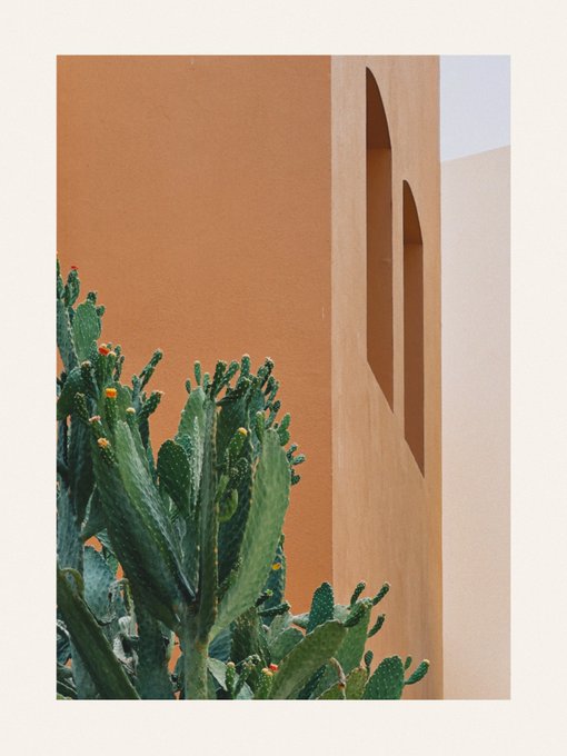 A photograph showing prickly pear cacti in the foreground against a warm terracotta-colored building wall with narrow vertical windows.