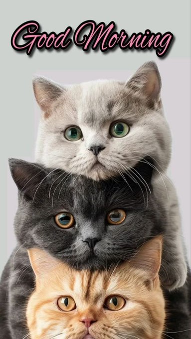 A cheerful 'Good Morning' greeting featuring a stack of three cute kittens—a white one on top, a dark grey one in the middle, and an orange one on the bottom.