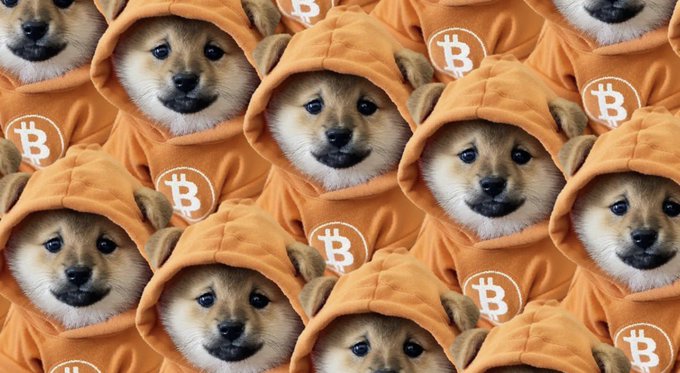 AI-generated image showing multiple Shiba Inu dog faces wearing orange hoodies with Bitcoin (₿) logos.