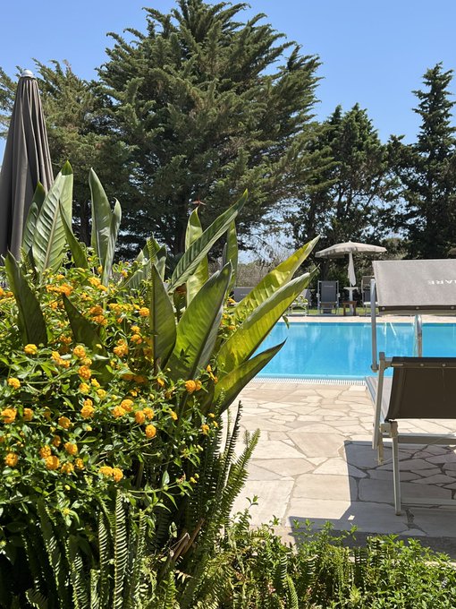 A sunny outdoor pool area with lounge chairs, an umbrella, and lush vegetation including yellow lantana flowers and large green leaves in the foreground.