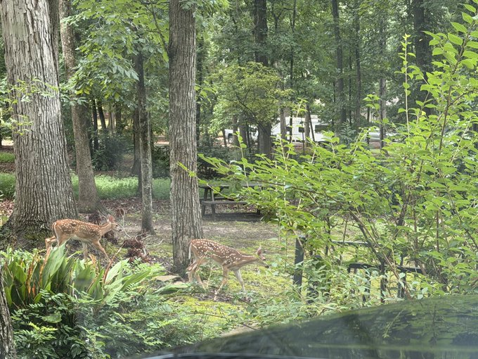 Two spotted fawns grazing in a wooded area with tall trees, ferns, and a picnic table visible in the background, viewed from inside a vehicle.