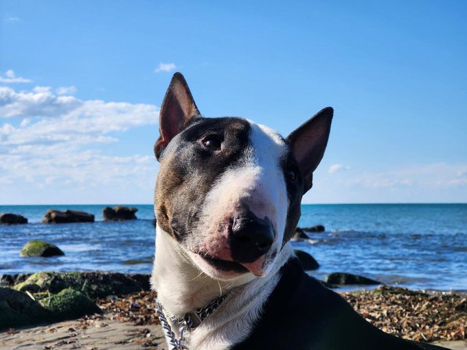 A Bull Terrier poses proudly on a pebbly beach under a bright blue sky, wearing a chain collar that gives the scene a sturdy, ready-for-anything vibe—perfectly matching the post's upbeat call for the Web3 community to jump into the new week with energy and a friendly "Hi."