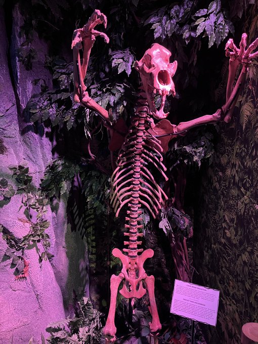 A skeleton display with pink/purple lighting reaching up between artificial plants, with an informational placard about 'THYLACOLEO CARNIFEX' beside it.
