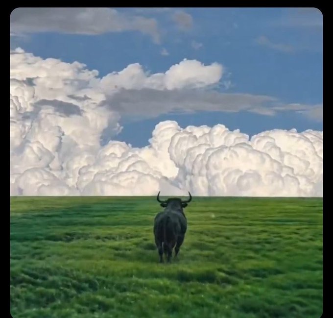 A scenic view of a lone dark-colored bull or cow standing in a vast green field, with large, puffy white cumulus clouds dominating the blue sky.