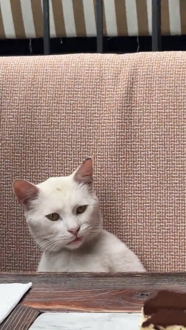 A white cat with a serious stare peeks over the back of a textured beige couch, with a wooden coffee table visible in the foreground.