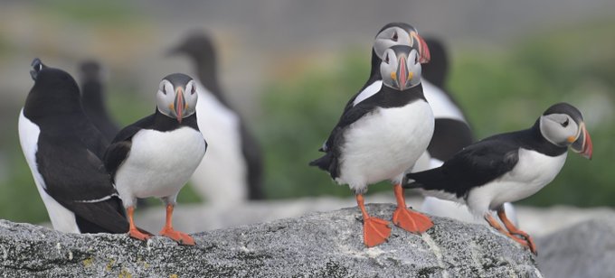 The image shows a group of puffins standing on rocks, with some birds facing the camera while others are looking away. The post about CT One detail that most people overlook is the difference between audience scale and audience velocity. It emphasizes the importance of understanding these concepts when creating content for social media platforms or other online audiences.