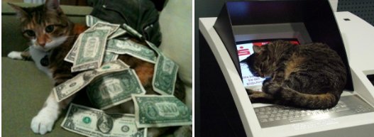 The image shows two cats lounging on stacks of cash and inside a copy machine, visually tying into the "$Ca$hcats" Solana memecoin by embodying the meme's playful "cash cats" concept.