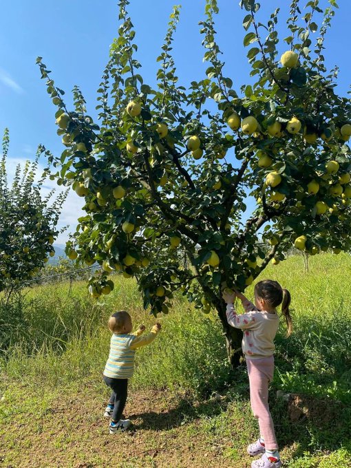 Two young children pick yellow fruit from a heavily laden tree in an orchard on a sunny day.