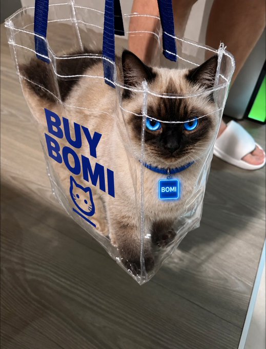 A Siamese cat with striking blue eyes sits inside a clear tote bag that reads "BUY BOMI" in blue text alongside a cat logo.