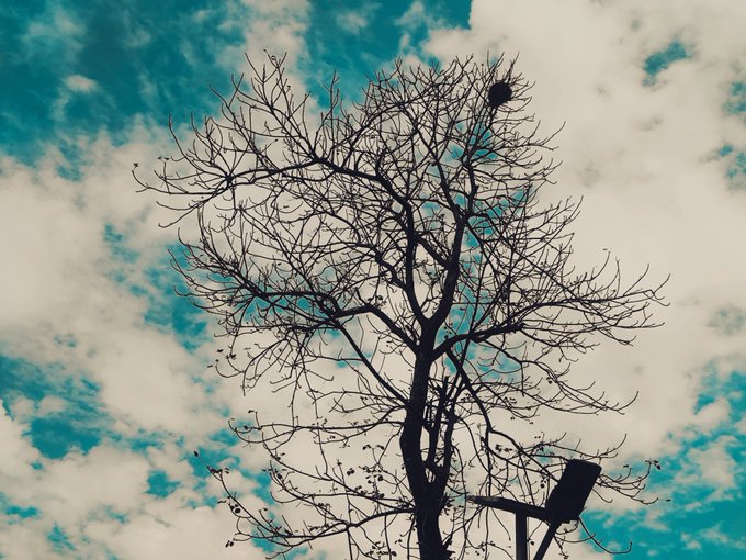 The image features a tree with no leaves against a blue sky filled with clouds, creating an interesting contrast between nature's beauty and the vastness of the sky. The caption above the photo reads "Afternoon all fam Stress comes and goes, but good habits stay." This message emphasizes the importance of maintaining healthy routines and positive habits in our lives to cope with stress and challenges that may arise throughout the day.