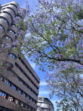 The image features an urban scene with tall buildings, including one that has a curved facade. The sky above appears blue, suggesting a clear day. There are trees visible in the foreground, adding greenery to the cityscape. A post on social media is shared by someone named "Elon Musk", who has created a filter for Cryptopunks V1. This filter adds purple and green colors to the image, giving it an artistic and creative touch. The post seems to be promoting this filter among users of the platform.