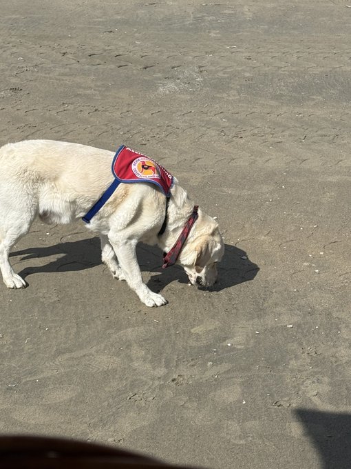 A light-colored dog wearing a red and blue service vest sniffing the sandy beach.