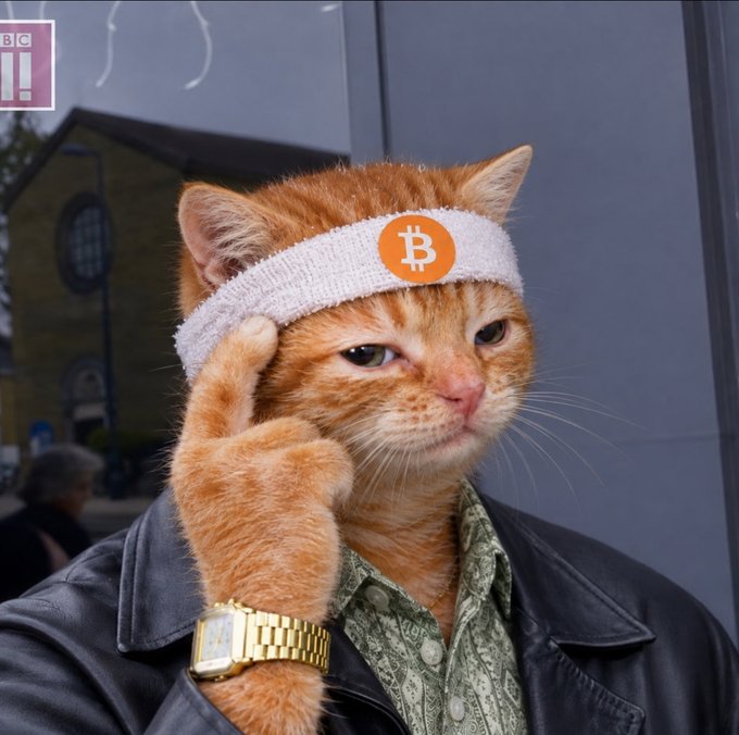 Humorous image of an orange tabby cat wearing a Bitcoin-themed headband, black leather jacket, and gold watch, posing with paw to forehead.