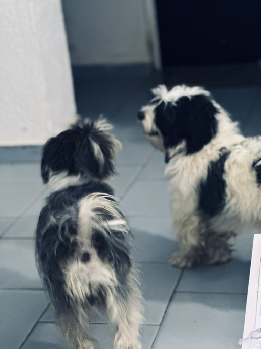 The image features two small dogs walking across a tiled floor. One dog has black and white fur while the other has black and white fur as well. The dogs are positioned close together, with one slightly ahead of the other. They appear to be moving in the same direction or following each other's lead.