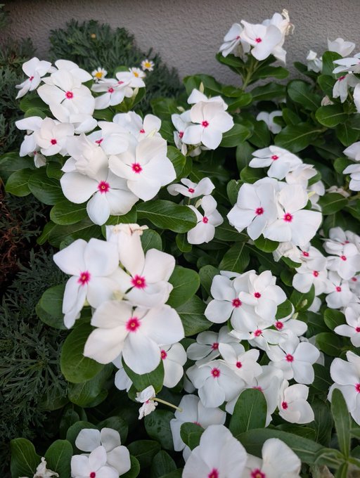 A close-up photograph of a cluster of white periwinkle flowers with distinctive pink/magenta centers, surrounded by lush green foliage and needle-like leaves.