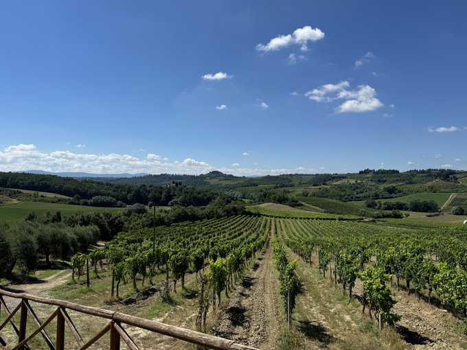 A wide landscape view of a vineyard with neat rows of grapevines stretching across rolling green hills under a bright blue sky with scattered white clouds.