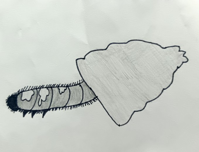 A pencil sketch of a furry, segmented caterpillar-like creature with white markings and a large, fluffy white tail or appendage.