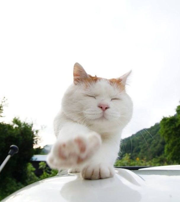 A white and orange cat with its eyes closed reaches its paw toward the camera while standing on what appears to be a car roof, with trees and sky in the background.