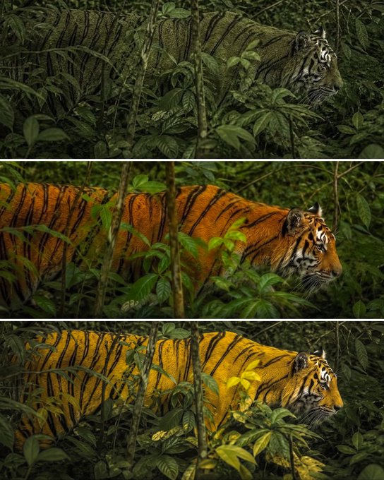 Three identical photographs of a tiger in a jungle are stacked vertically, each rendered in a different color filter—green, orange, and yellow—to visually illustrate how the same animal appears differently depending on the viewer's color perception (dichromats, trichromats, or bichromats).