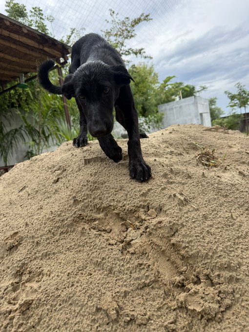 A small black puppy carefully climbs down a sandy mound outdoors, with greenery, trees, and a building visible in the background under a cloudy sky.