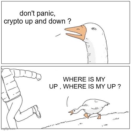 The image is a two-panel meme featuring a goose asking "don't panic, crypto up and down?" followed by another goose frantically searching on the ground with "WHERE IS MY UP, WHERE IS MY UP?"—humorously depicting crypto traders desperately seeking gains despite volatility.