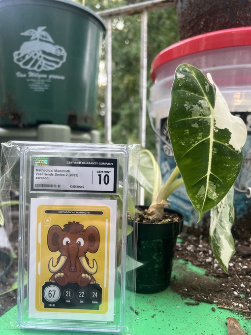 A graded CGC Gem Mint 10 Methodical Mammoth #67 trading card from the Vecfriends Series 2 (2022) is displayed in front of a variegated Alocasia plant and green planter.