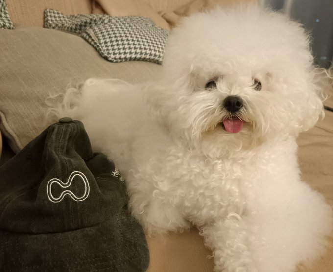 A fluffy white dog sits on a bed next to a dark cap featuring a white infinity-style logo.