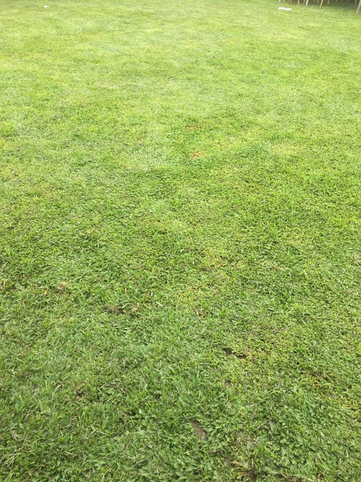A field of green grass with a mix of clover and other low-lying plants, taken from a standing perspective.