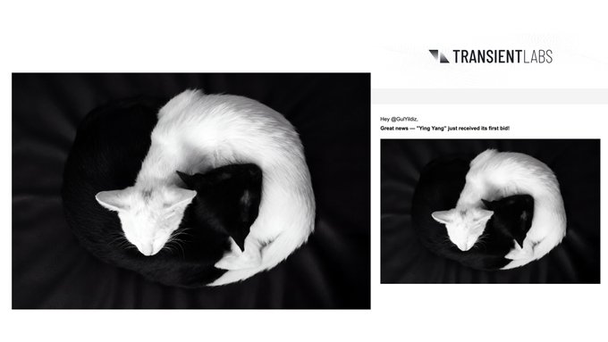 Twitter/X post from Transient Labs showing a black and white photo of a cat and dog curled together sleeping, with text 'Great news — "Ying Yang" just received the first bid!'