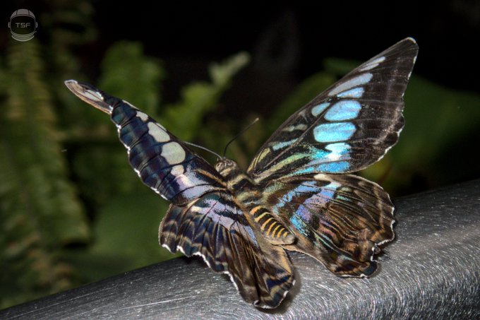 A vibrant butterfly with turquoise and brown patterned wings rests on a dark surface against a lush green background, with "TSF" visible in the upper left corner. The image showcases the butterfly NFT artwork that was minted by The5thForce on StargazeZone, as referenced in the post.