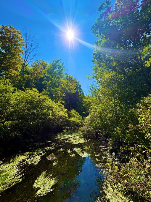 Sunny outdoor photograph of a forested creek or stream with the sun shining brightly overhead, creating a lens flare effect on the clear blue sky.