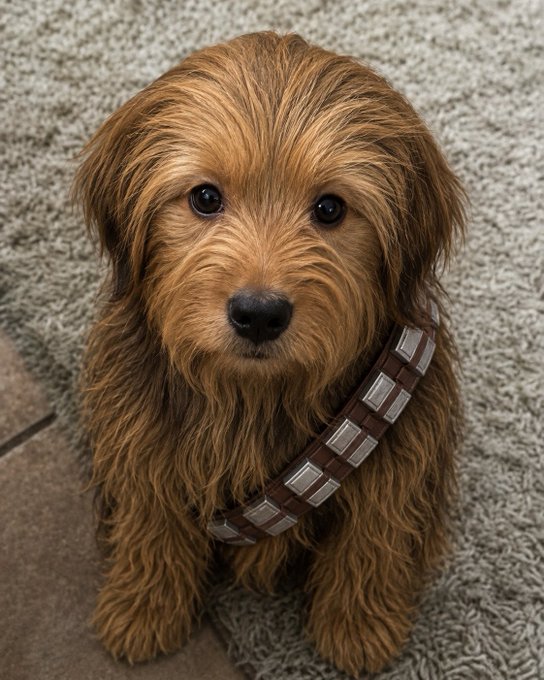 A fluffy brown dog with shaggy fur sits on a gray carpet, wearing a brown collar that resembles a bandolier with silver rectangular accents.