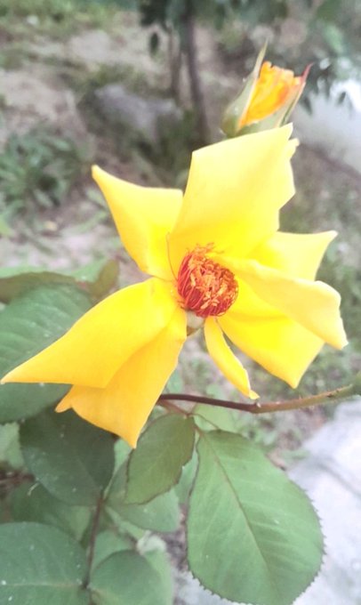 A close-up photograph of a vibrant yellow rose in full bloom with reddish-orange stamens, accompanied by a smaller yellow bud, set against a blurred background of green foliage.