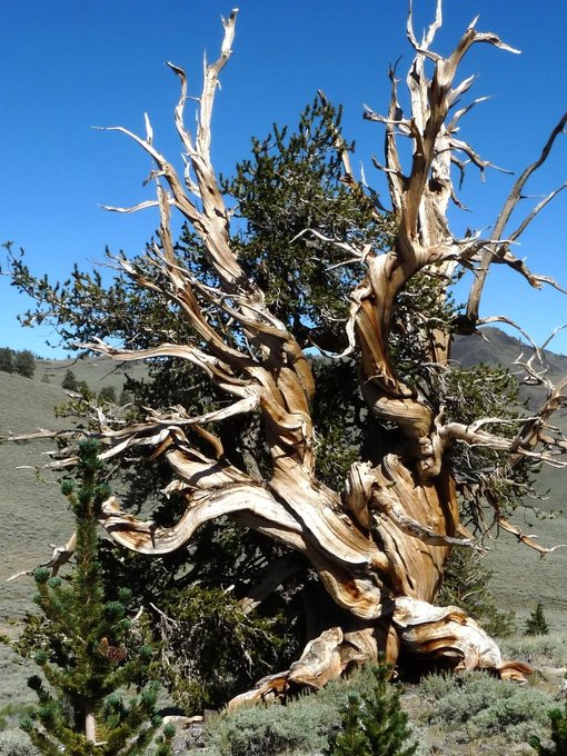 A gnarled, ancient bristlecone pine with twisted, weathered wood and patches of living green foliage stands in a high-elevation landscape, likely in the White Mountains of California, where these trees are famous for being among the oldest living organisms on Earth.