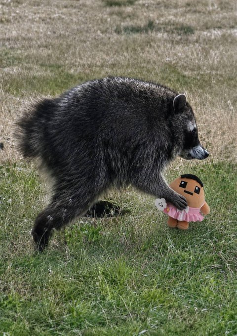 A raccoon in a field holding a small plush doll with a pink dress, looking like it's caught in the act of stealing the toy.

The image humorously relates to the post by depicting the raccoon—often associated with thieves and scavengers—sneaking away with a "prized possession," paralleling the idea of someone impulsively taking one more NFT despite claiming to be done collecting them.